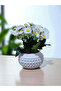Artificial Fully Filled Daisy in Concrete Flower Pot (Pot Included) - 3