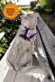 Cat Collar, Neck and Chest Adjustable Leash Walking Set - 6