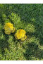 Filigree Yellow Flower Earrings - 5