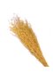 Flori stabilizate, Statice, 80 cm,