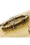 Men's Steel Bracelet - Greek Wheel Design Yellow Color • in Illuminated Box • for Lover • for Spouse • for Father - 2
