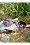 Brand Model Unisex Sunglasses with Brown Handle and Glass with Transparent Bronze Shiny Square Frame - 2