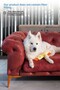 Set of Four Dog Toy with Sound and Traction Plush Rope Toy Dog Play Ball - 6