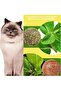 Avocado Catnip Avocado Cat Herb Ball Avocado Catnip Toy - 3