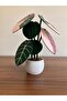 جوهرة alocasia كوستر - 5