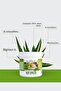 Aloe vera gel 250 ml - 2