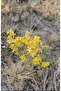 Homemade St. John's Wort Oil - 4