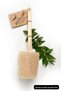 Economical Family Set, Wooden Handle Pumpkin Washcloth, Washcloth with Gloves, Aloa Vera Soap, Laurel Soap - 2