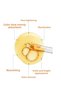 Brightening Anti-Blemish Nourishing Vitamin C Serum - 4