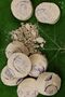 6 Pieces of Rushur Stone - Face and Body Peeling, Purifying from Dead Skin - 5