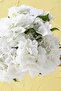 زهرة الهورنتش الاصطناعية 35 سم 7 فروع بيضاء - 3