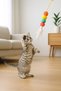 Rattle Cat Toy Movable Cat Dog Play Fishing Rod Colorful Caterpillar Scratching Board Pet Shop - 8