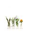 Anti-Stretch Mark and Treatment Oil - New Product 60 ml - 6