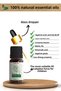 Pure Eucalyptus Radiata Oil 10ml - 2