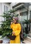 Yellow Muslin Skirt Loose Suit - 5