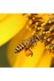 Canadian Pure Bee Pollen 250g – Natural Superfood for Diet, Nutrition & Wellness Support - 7