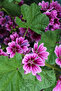 Bloom Deokrem - 3
