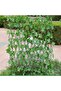 FFD Wooden Expandable Garden Fence with Artificial Leaves - 8