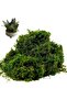 FFD 800g Artificial Moss Green Grass for Centerpieces, Home & Garden Decor – Decorative Faux Moss