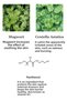 Calming Serum Calming Serum with Green Tea and Panthenol 30 ml - 5