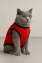 New Season Fleece Cat and Dog Outfit - Red You Drive Me Crazy Size L - 2