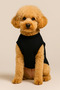 New Season Dog and Cat Outfit - Black Security - 2