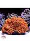 Polyresin Coral Ornaments for Aquarium, Fish Tank Decoration, Safe and Environmentally Friendly