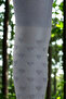 Girl's Cotton Heart Pattern Pantyhose Blue - 4
