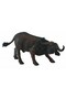 Bivol african -