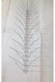 Plastic Bird Spikes 2 And 3 Pins (50cm)- 2 Pieces - 2