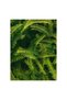 Tablou Canvas, 'Verdeata Vibranta'