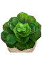 Easy Maintenance Realistic Looking Decorative Artificial Plant with Pot 16 cm - 2