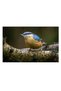 Tablou Canvas Premium - Pasarea de Padure - 2
