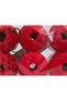 6X50Gr. Swim Red Summer Yarns - 4