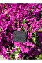 Women's Black Glitter Stylish Card Holder - 5 Compartments Minimal Design