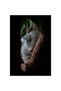 Tablou Canvas, 'Koala adormit în cocon de copac' - 3