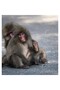 Tablou Canvas, "Doua maimute stand pe drum" - 3