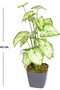 Artificial Plant in Pot, Syngonium-Angel Wing, Real Texture, Green-White - 18 Leaves, 43 cm - 3