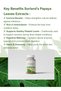 Sorland’s Papaya Leaf Extracts | Helps Digestion & Healthy Platelets | Anti-Oxidant-60 veg capsules - 3