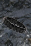 Certified Obsidian Natural Stone Rolex Bracelet B778 - 3