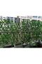 FFD Wooden Trellis with Artificial Leaves Privacy Fence - 5