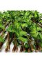 FFD Wooden Fence with Artificial Green Plants Green Leaves Expandable Wicker Hedge - 4