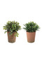 Set 2 ghivece plante artificiale 8x16 cm
