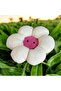 Smiling Daisy Cushion Pink - 3