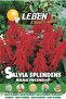 Salvia Splendens (Salvia Splendens Nana Incendio) Premium Quality Seeds Made in Italy