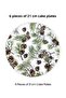 Premium Porcelain 21 cm 6-Person Cone Detailed Cake Plate Set - 5