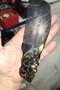Original Bone Peacock Model Comb