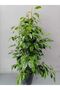 Benjamin Ficus Canlı Ev Ve Ofis Bitkisi - 6