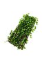 Bamboo Fence With Industrial Vegetables Green