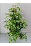 Benjamin Ficus Canlı Ev Ve Ofis Bitkisi - 5